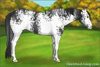 Horse Color:White Spotted Black
