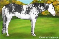 Horse Color:White Spotted Black Splash 