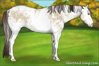 Horse Color:White Spotted Classic Champagne Ice Dun 