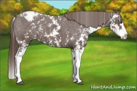 Horse Color:Liver Chestnut Sabino Splash Appaloosa 