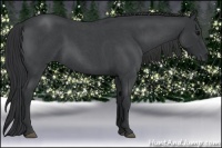 Horse Color:Blue Roan 