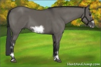 Horse Color:White Spotted Grullo Sabino Frame
