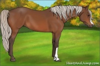 Horse Color:Silver Bay 