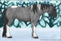 Horse Color:Blue Roan Tobiano