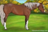 Horse Color:Silver Bay 