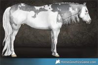 Horse Color:White Spotted Silver Black Chinchilla Splash Frame 