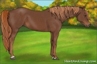 Horse Color:Chestnut Sabino 
