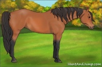 Horse Color:Bay Sabino 