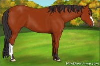 Horse Color:Bay 