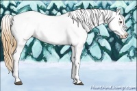 Horse Color:Buckskin Dun Tobiano Appaloosa 