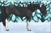 Horse Color:Black Tobiano 