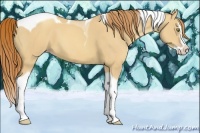 Horse Color:Gold Champagne Dun Splash Tobiano 