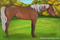 Horse Color:Silver Bay 
