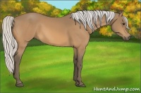 Horse Color:Silver Buckskin 