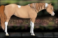 Horse Color:Gold Champagne Roan Splash Tobiano