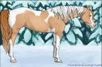 Horse Color:Gold Champagne Splash Tobiano 