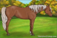Horse Color:Silver Bay 