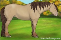 Horse Color:Classic Champagne Dun 