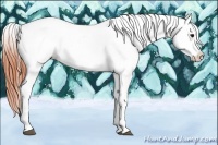 Horse Color:Bay Roan Tobiano Appaloosa 