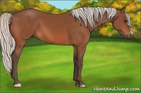 Horse Color:Silver Bay 