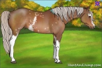 Horse Color:White Spotted Silver Bay 