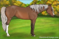 Horse Color:Silver Bay 