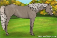 Horse Color:Silver Grullo 