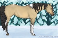 Horse Color:Buckskin Dun Tobiano