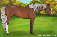 Horse Color:Silver Bay 
