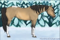Horse Color:Buckskin Dun Tobiano 
