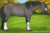 Horse Color:Grullo Rabicano 