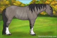 Horse Color:Grullo Rabicano 