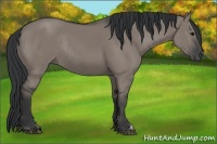 Horse Color:Grullo Rabicano 