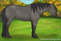 Horse Color:Grullo Rabicano