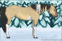 Horse Color:Buckskin Dun Tobiano