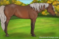 Horse Color:Silver Bay 