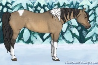 Horse Color:Buckskin Dun Tobiano 