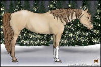 Horse Color:Grullo Pearl Rabicano
