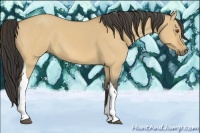Horse Color:Buckskin Dun Tobiano