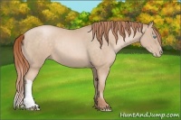 Horse Color:Buckskin Pearl 