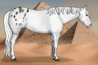 Horse Color:Liver Chestnut Mushroom Sabino Varnish Rabicano