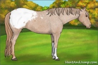 Horse Color:Chestnut Snowcap 