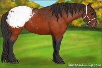 Horse Color:Brown Appaloosa 