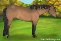 Horse Color:Buckskin 