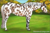 Horse Color:Buckskin Near Leopard 