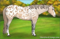 Horse Color:Buckskin Roan Splash Blanket