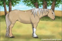 Horse Color:Palomino Dun Sabino Tobiano 