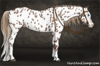 Horse Color:Red Roan Splash Appaloosa