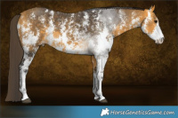 Horse Color:Buckskin Sabino  Brindle