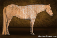 Horse Color:Buckskin Sabino  Brindle